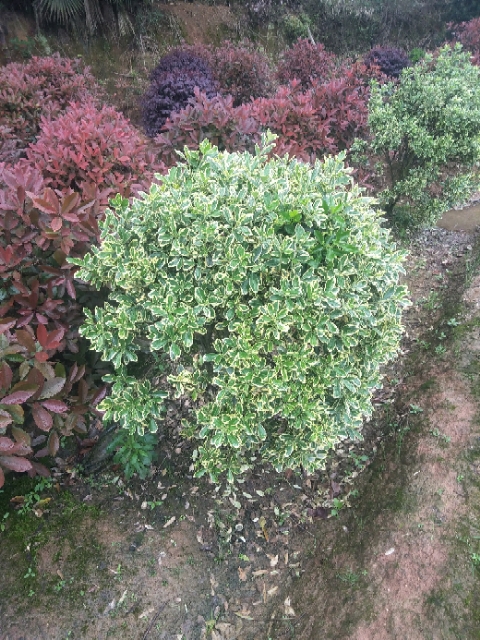 湖南大葉黃楊種植基地 大葉黃楊哪里的有賣 大葉黃楊球子批發(fā) 大葉黃楊