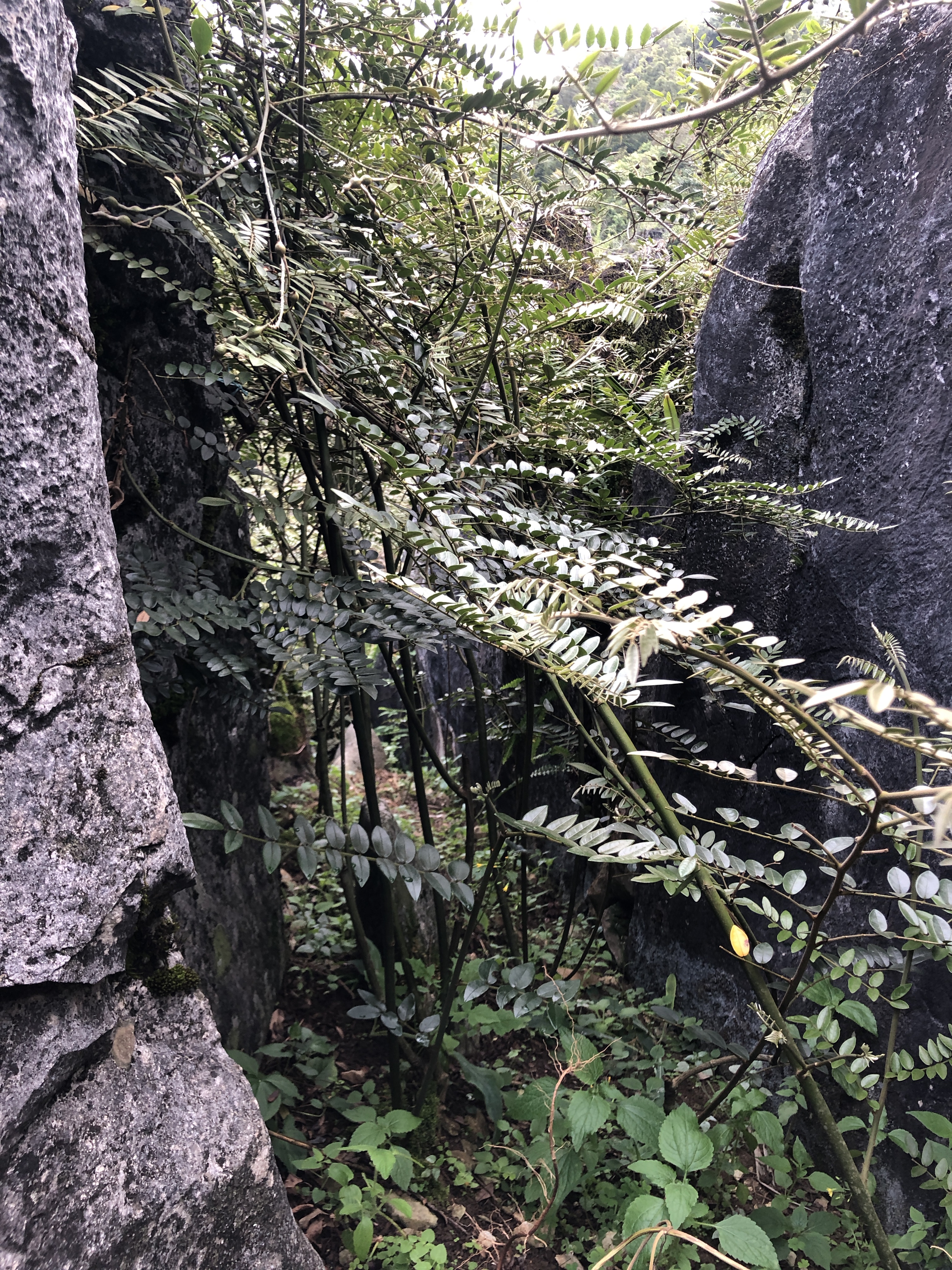 河池中藥材山豆根 原生態(tài)山豆根批發(fā) 山豆根根批發(fā) 山豆根廠家批發(fā)