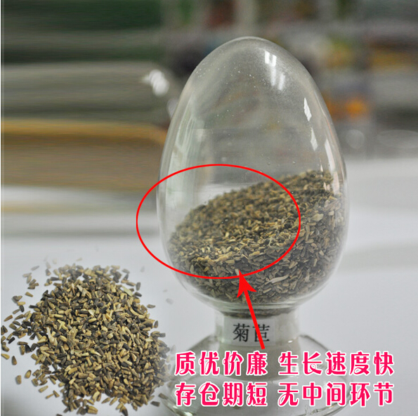 廣東陽江菊苣草基地-廣東陽江菊苣草批發(fā)價(jià)格【陽江市陽東區(qū)正和園林工程有限公司】