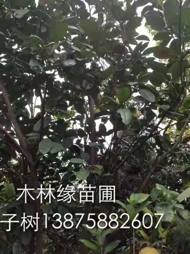 湖南碰柑樹種植基地-碰柑樹批發(fā)價格-湖南碰柑樹批發(fā)商