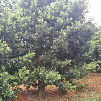 湖南造型羅漢松種植基地 造型羅漢松銷售電話 造型羅漢松批發(fā)價格