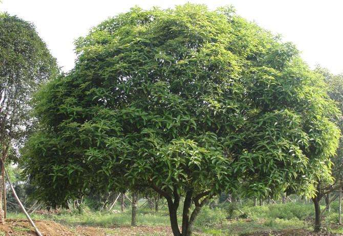 南京市批發(fā)桂花樹，桂花樹種植技術，批發(fā)基地