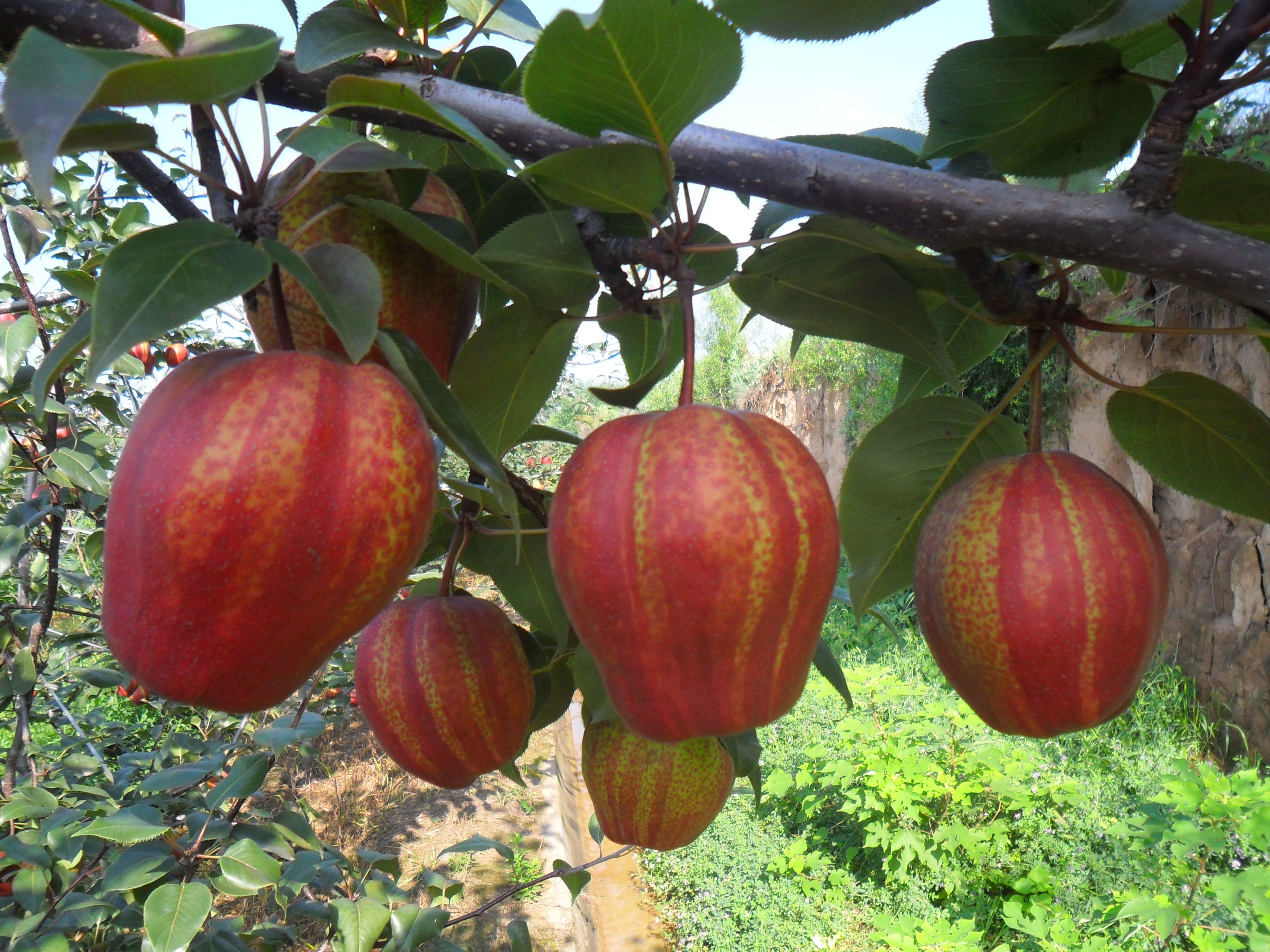 稀世奇紅梨種苗價格、批發(fā)、報價【興化市獼夢園花木種植場】稀世奇紅梨果樹種苗直銷 早酥紅梨