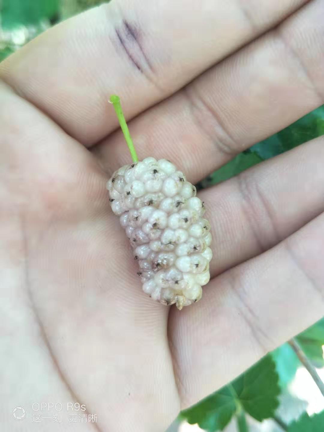 泰州大白珍珠果桑價格，批發(fā)白珍珠果桑樹苗，泰州白桑葚果樹苗