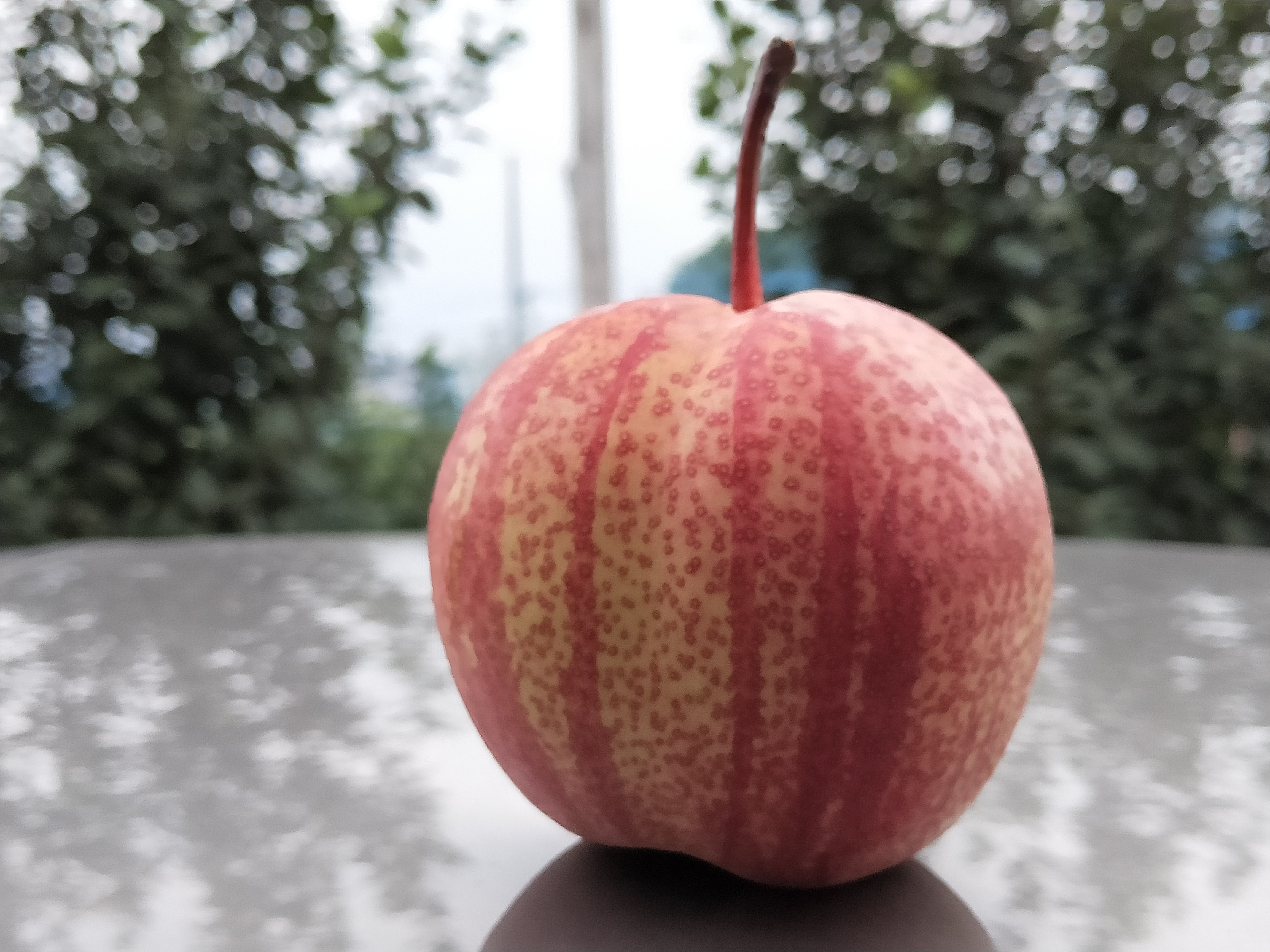 稀世奇紅梨種苗價格、批發(fā)、報價【興化市獼夢園花木種植場】稀世奇紅梨果樹種苗直銷 早酥紅梨