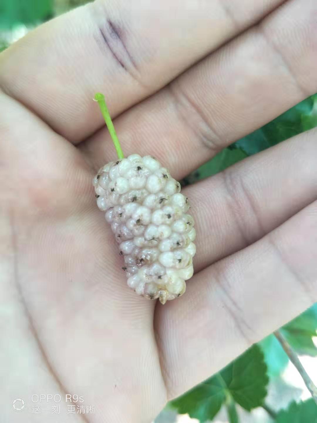 泰州大白珍珠果桑價格，批發(fā)白珍珠果桑樹苗，泰州白桑葚果樹苗