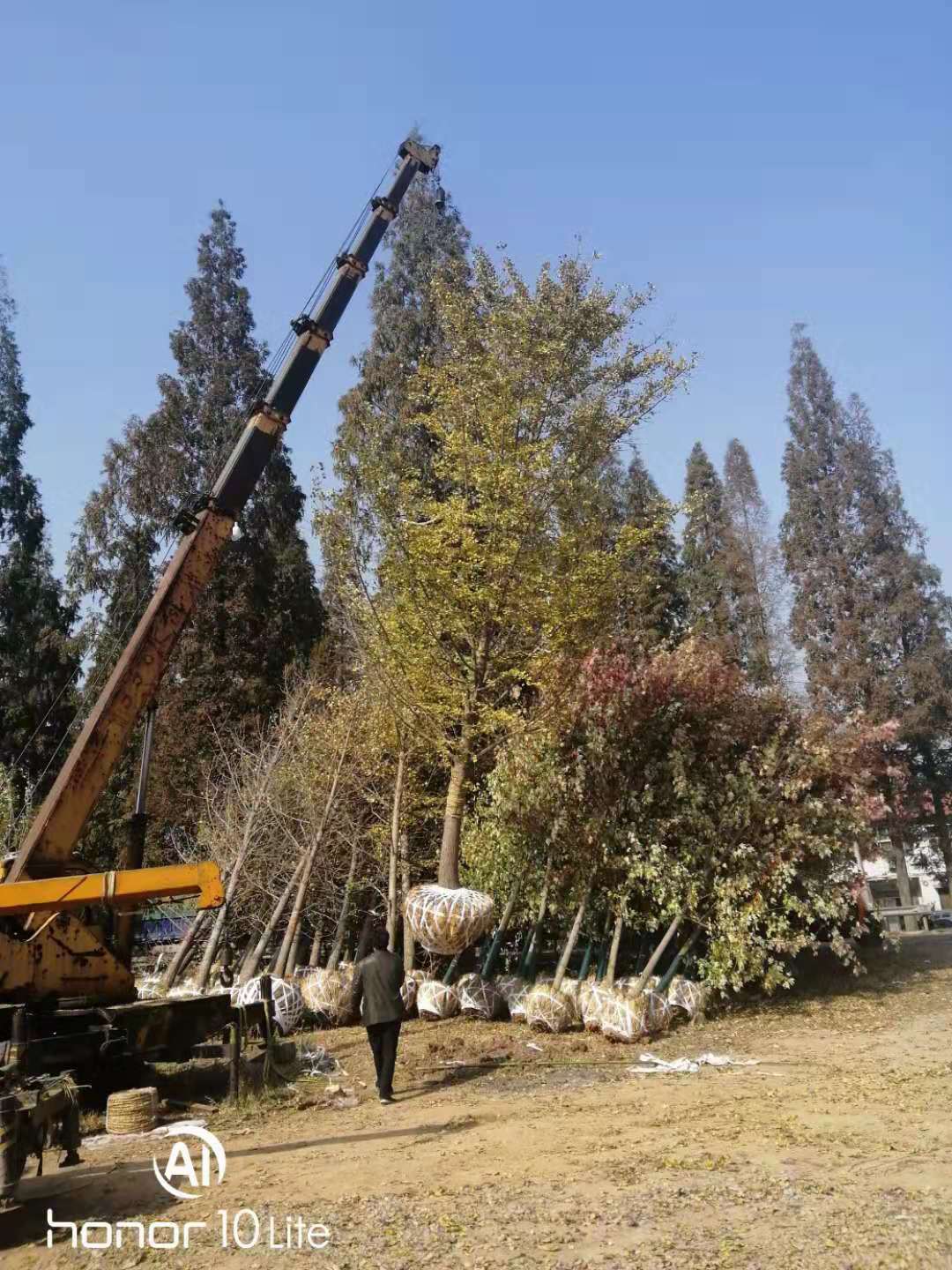 銀杏樹基地批發(fā)價(jià)格江蘇銀杏種植基地直銷