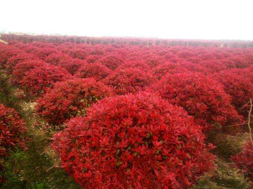 南京市紅葉石楠價(jià)格-紅葉石楠種植基地-火焰紅價(jià)格