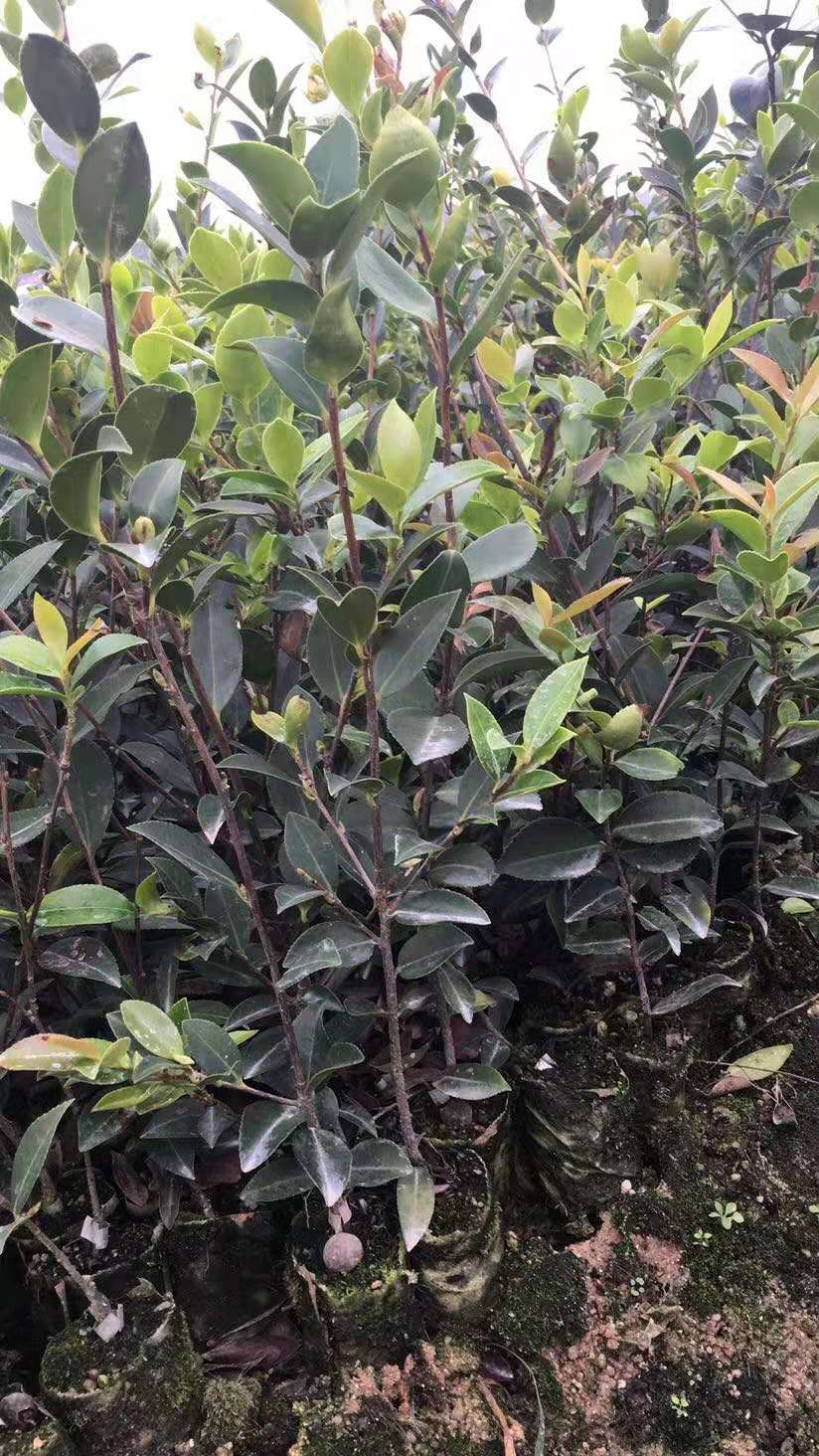 優(yōu)質(zhì)高產(chǎn)三華油茶苗供應(yīng) 三華油茶苗價(jià)格 三華油茶苗