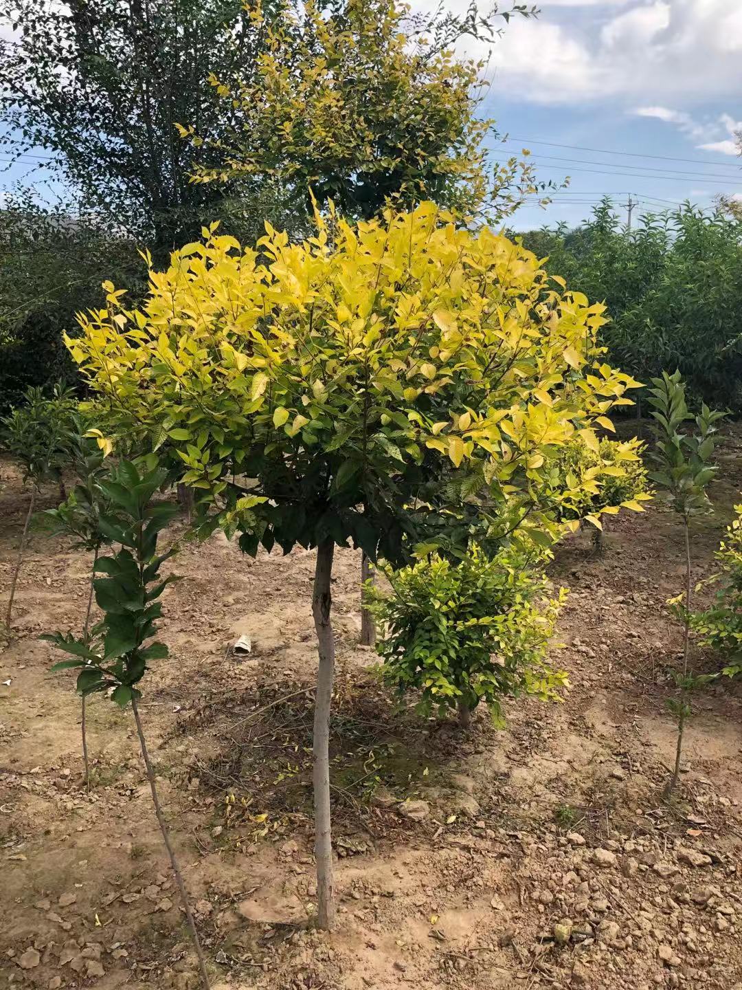 金葉榆樹苗種植基地 金葉榆 供應(yīng)