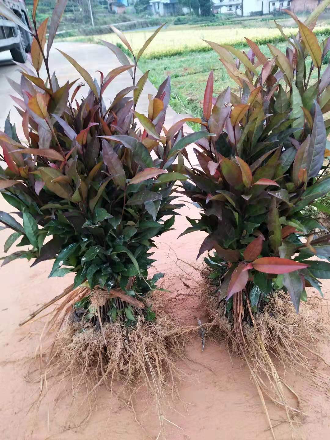 四川梅占茶苗種植基地、批發(fā)供應(yīng)、多少錢一棵【福安市農(nóng)豐種植合作社】