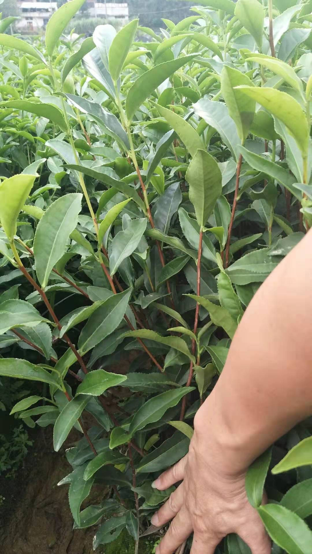 四川梅占茶苗種植基地、批發(fā)供應(yīng)、多少錢一棵【福安市農(nóng)豐種植合作社】