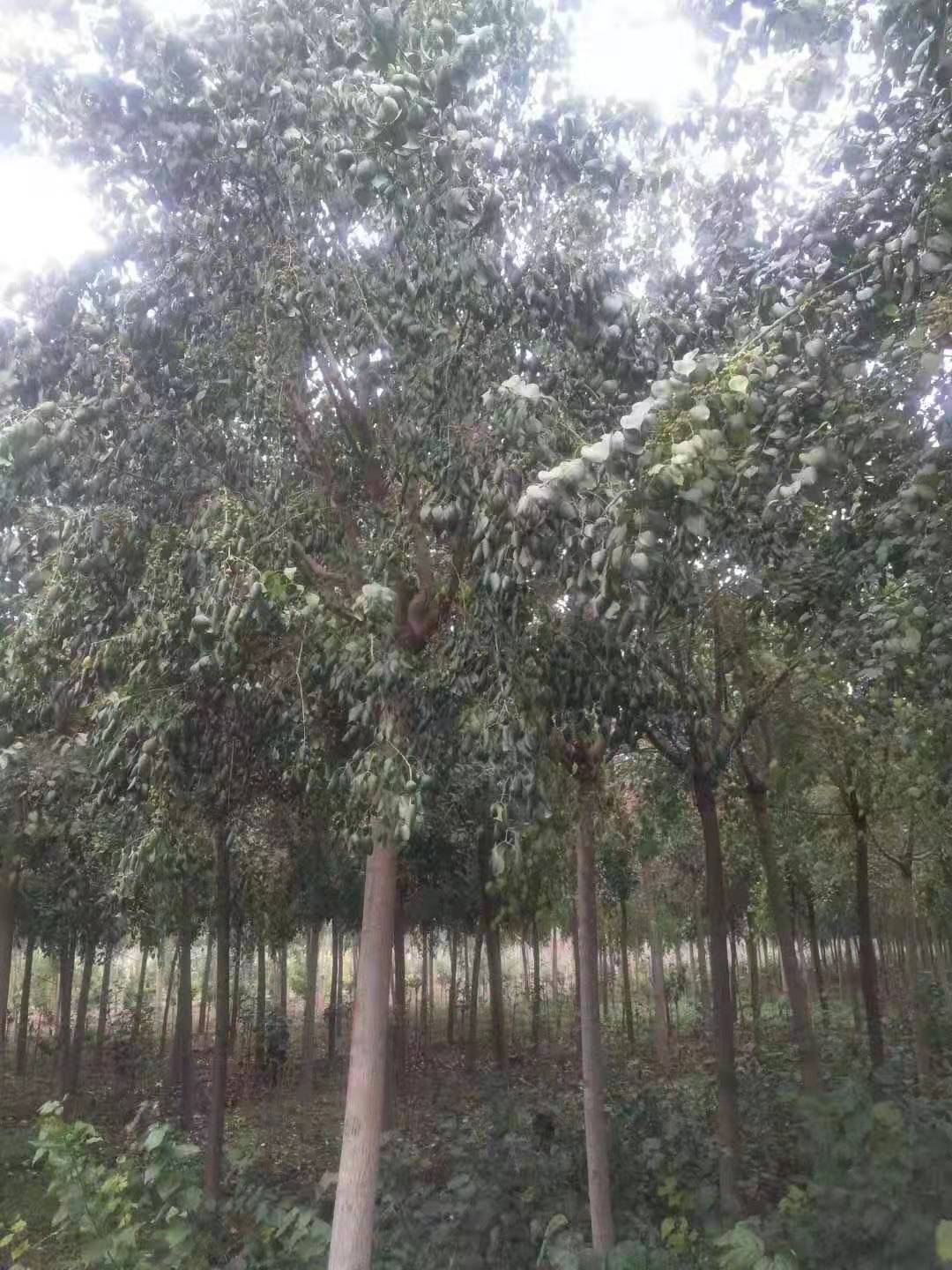 河北絲棉木、種植、基地、批發(fā)、報(bào)價(jià)【曲陽(yáng)縣穎坤帆苗圃場(chǎng)】