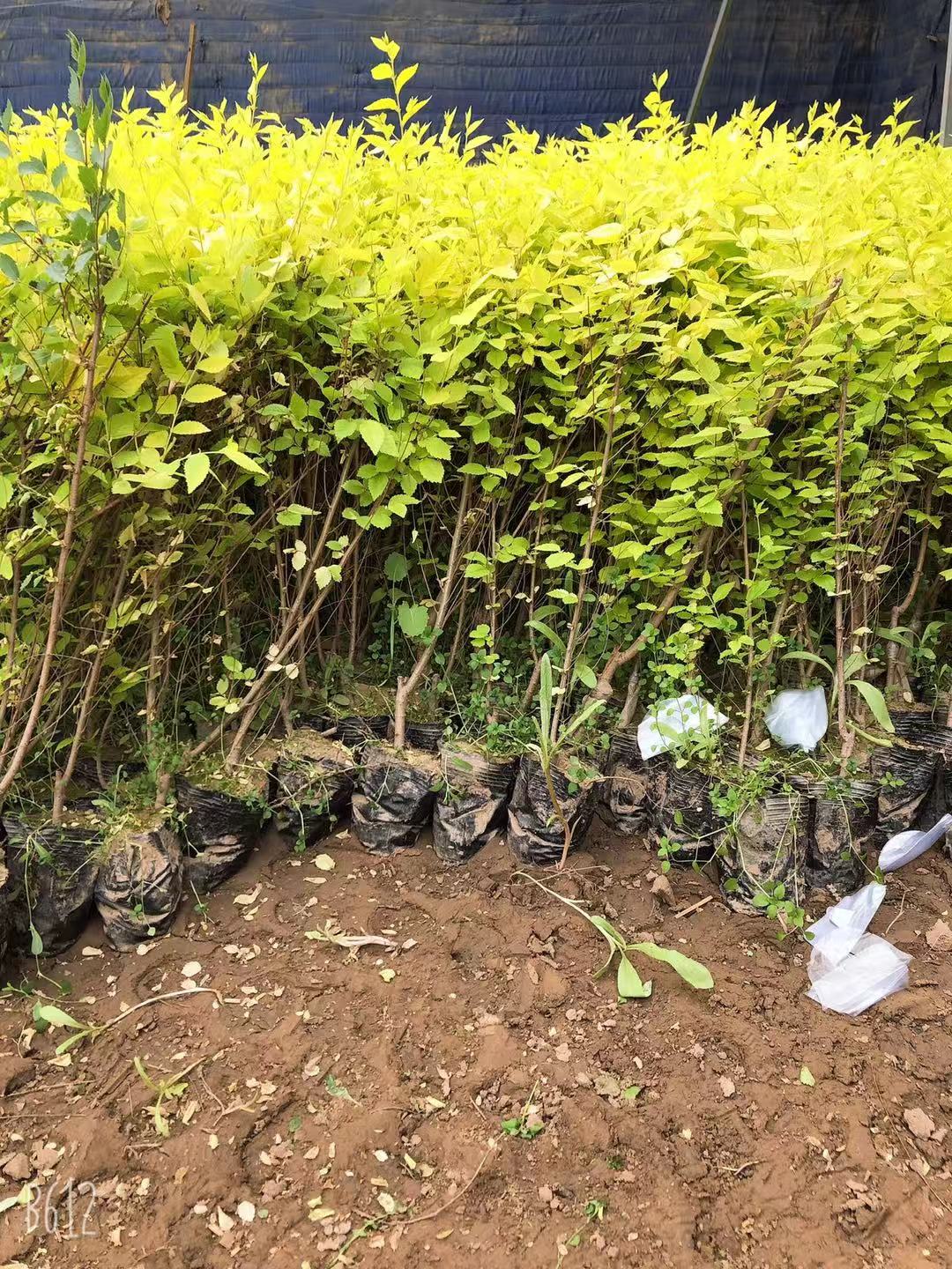 金葉榆樹苗種植基地 金葉榆 供應(yīng)