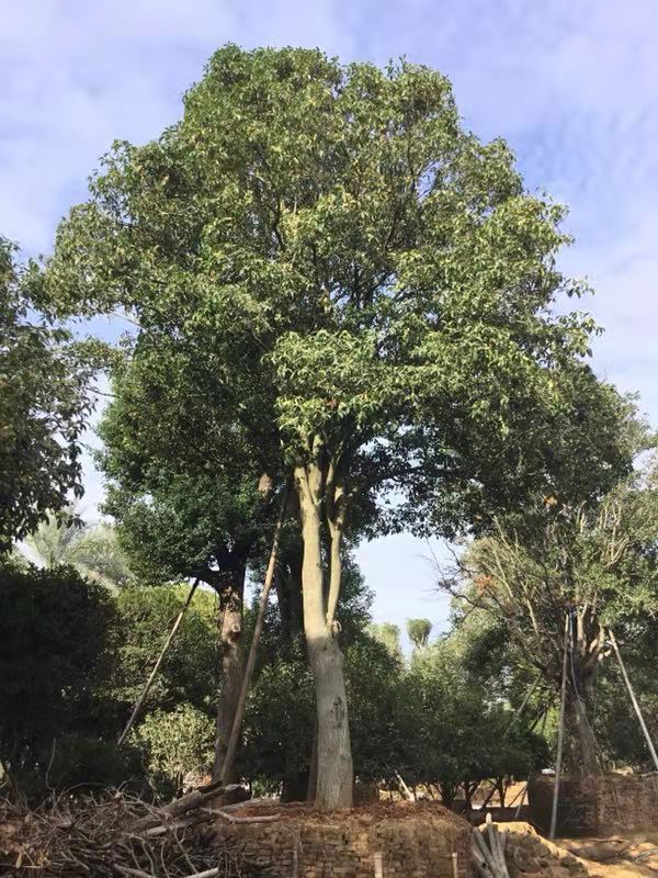 清遠桂花苗產地 英德市桂花樹 桂花基地批發(fā)直銷