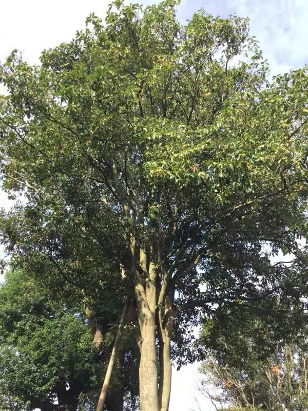 清遠桂花苗產地 英德市桂花樹 桂花基地批發(fā)直銷