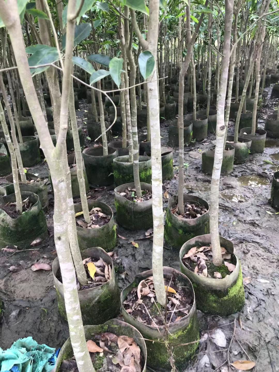 廣東沉香桶杯苗優(yōu)質(zhì)供應(yīng)商