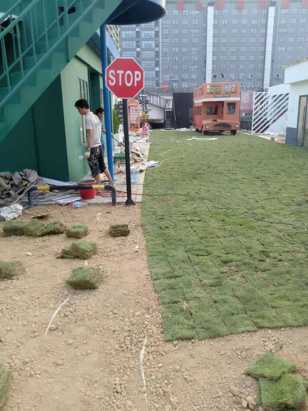 園林綠化 佛山馬尼拉草皮直銷批發(fā) 佛山溝葉結(jié)縷草