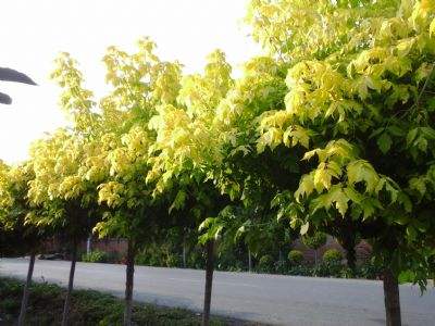 河北金葉復(fù)葉槭、種植、基地、批發(fā)、銷售【曲陽(yáng)縣穎坤帆苗圃場(chǎng)】