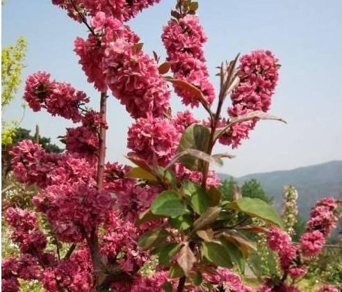 河北鉆石海棠、種植、基地、批發(fā)、報價【曲陽縣穎坤帆苗圃場】