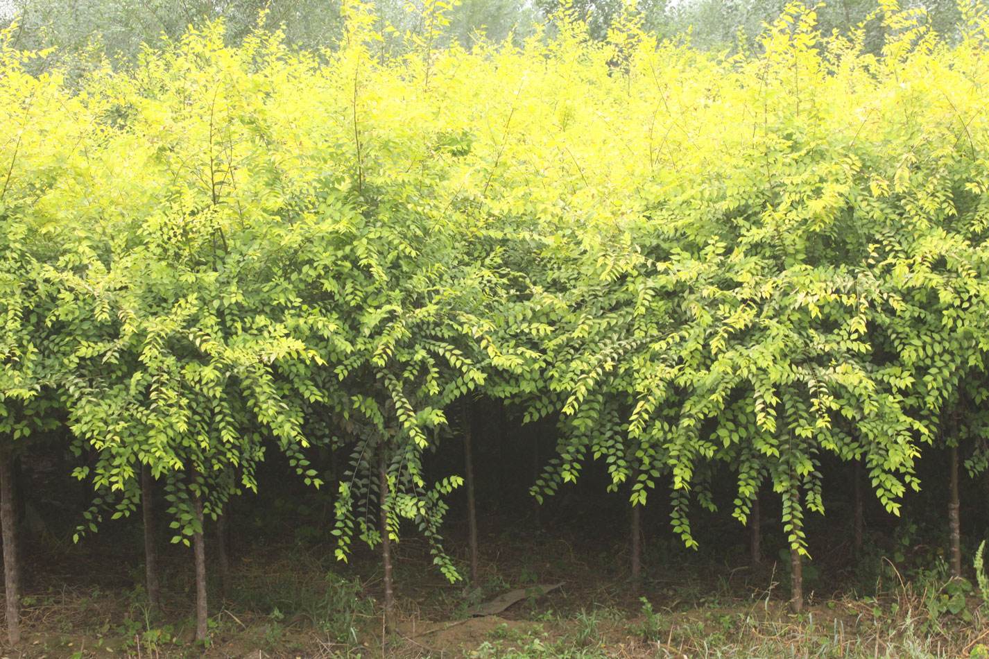 河北美植袋高桿金葉榆、種植、基地、批發(fā)、電話【曲陽縣穎坤帆苗圃場】