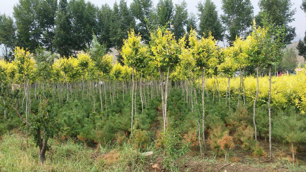 河北美植袋高桿金葉榆、種植、基地、批發(fā)、電話【曲陽縣穎坤帆苗圃場】