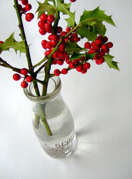 河北冬青、種植、基地、批發(fā)、價(jià)格【曲陽(yáng)縣穎坤帆苗圃場(chǎng)】