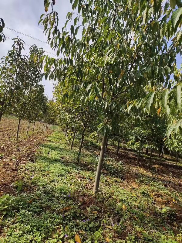 鄭州市二喬玉蘭批發(fā) 玉蘭種植基地 白玉栽培技術(shù)