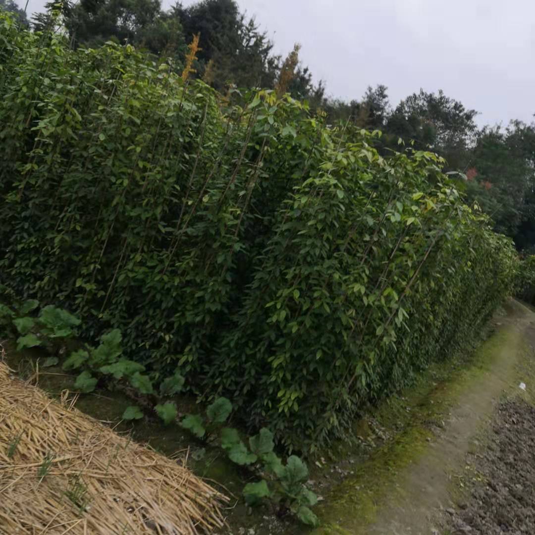 成都油麻藤苗、種植基地、批發(fā)價(jià)格、報(bào)價(jià)、優(yōu)質(zhì)供應(yīng)商【溫江華成園藝場(chǎng)】