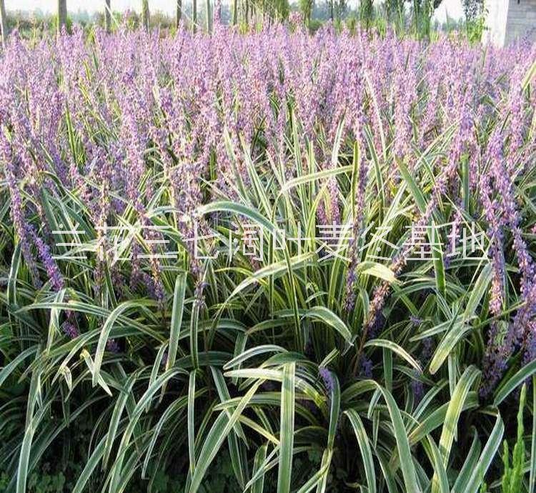 浙江闊葉麥冬種植基地-批發(fā)價-供應(yīng)商-哪里有-多少錢