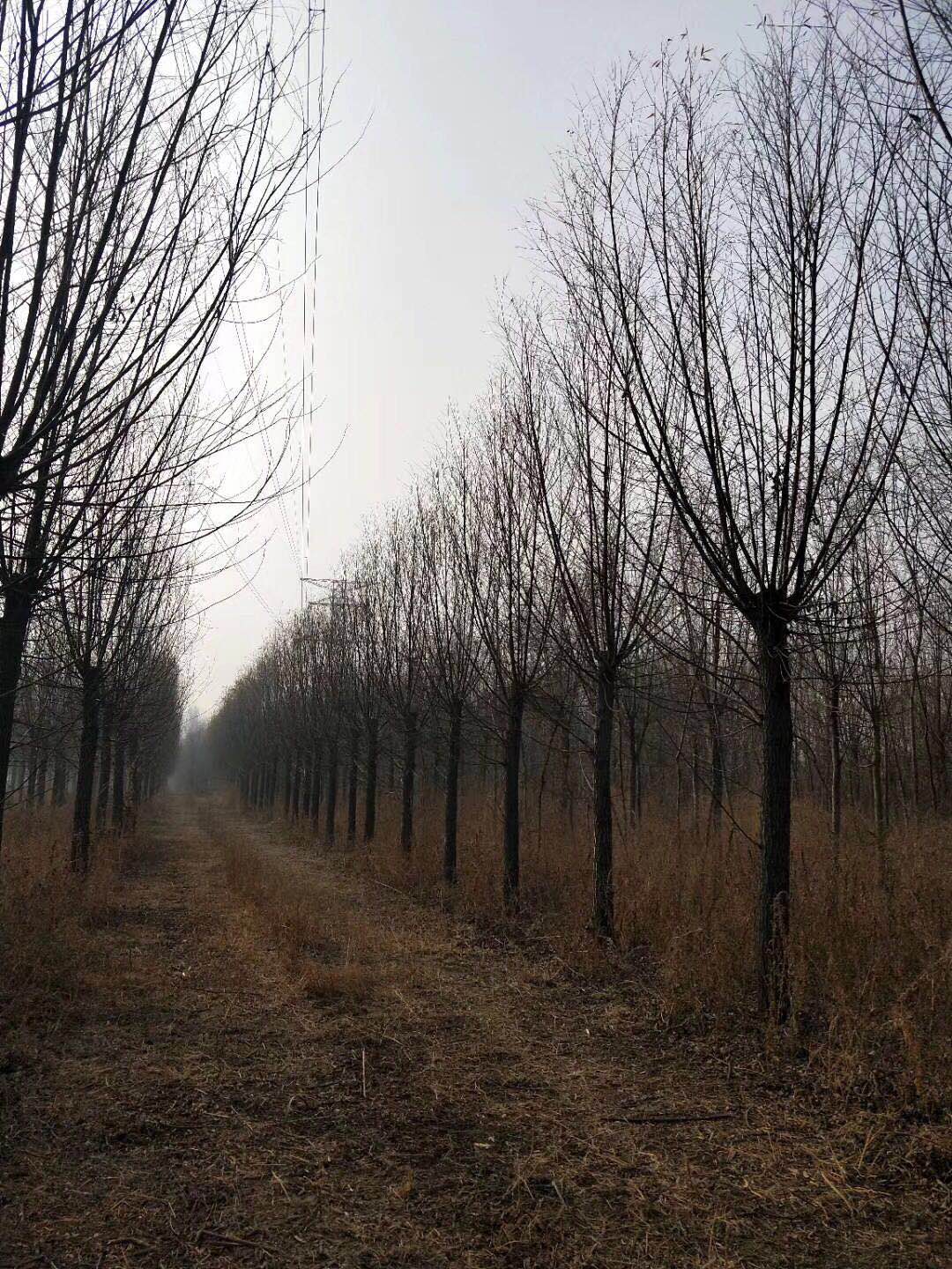 山東濟(jì)南18公分旱柳苗木種植批發(fā)價(jià)格電話