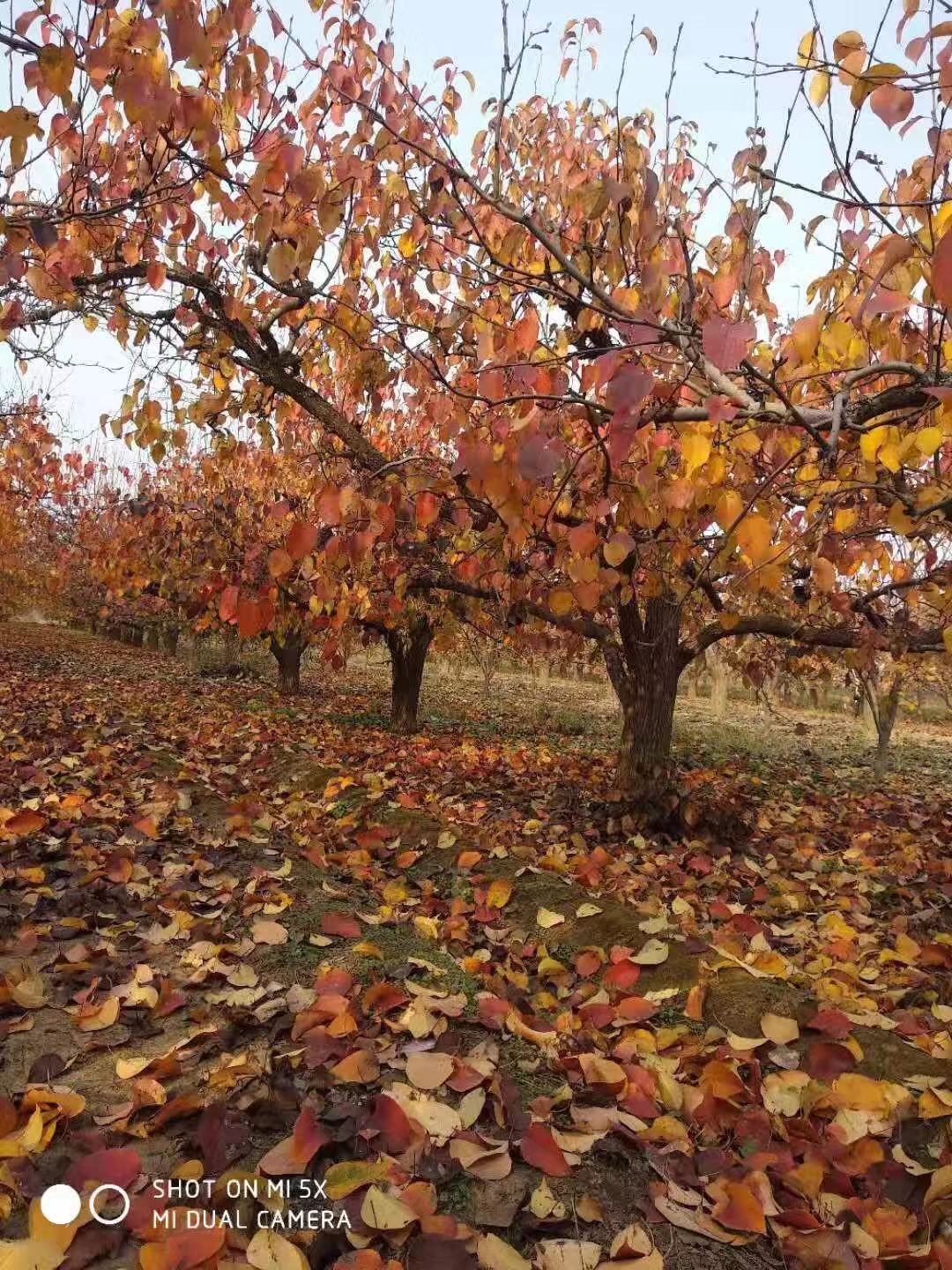 常年供應(yīng)批發(fā) 趙州雪花梨 皇冠梨  鴨梨