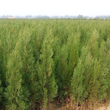 塔柏種植基地 塔柏圓柏 價(jià)格 供應(yīng)