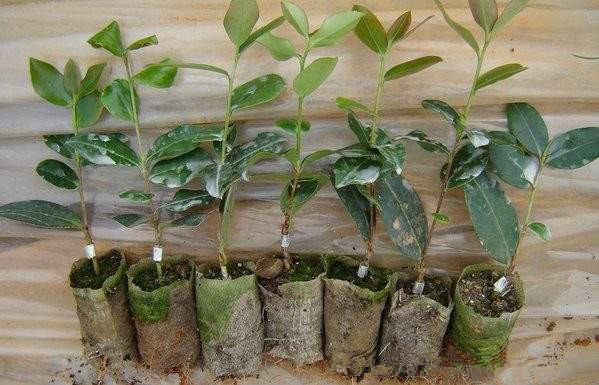 油茶苗培育基地高產(chǎn)大果油茶苗，油率高、易成活