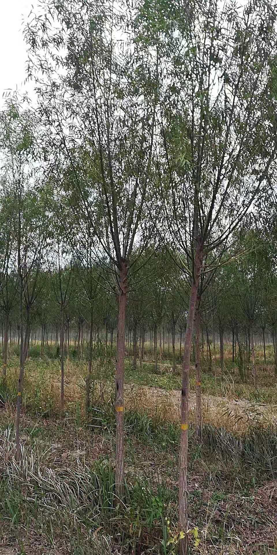 河北速生柳樹種植基地-批發(fā)價-供應(yīng)商-多少錢-報價-基地