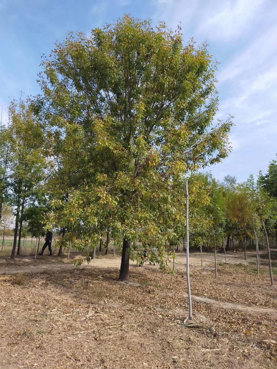 山東老白蠟種植基地-批發(fā)價(jià)-優(yōu)質(zhì)供應(yīng)商-哪里有-多少錢