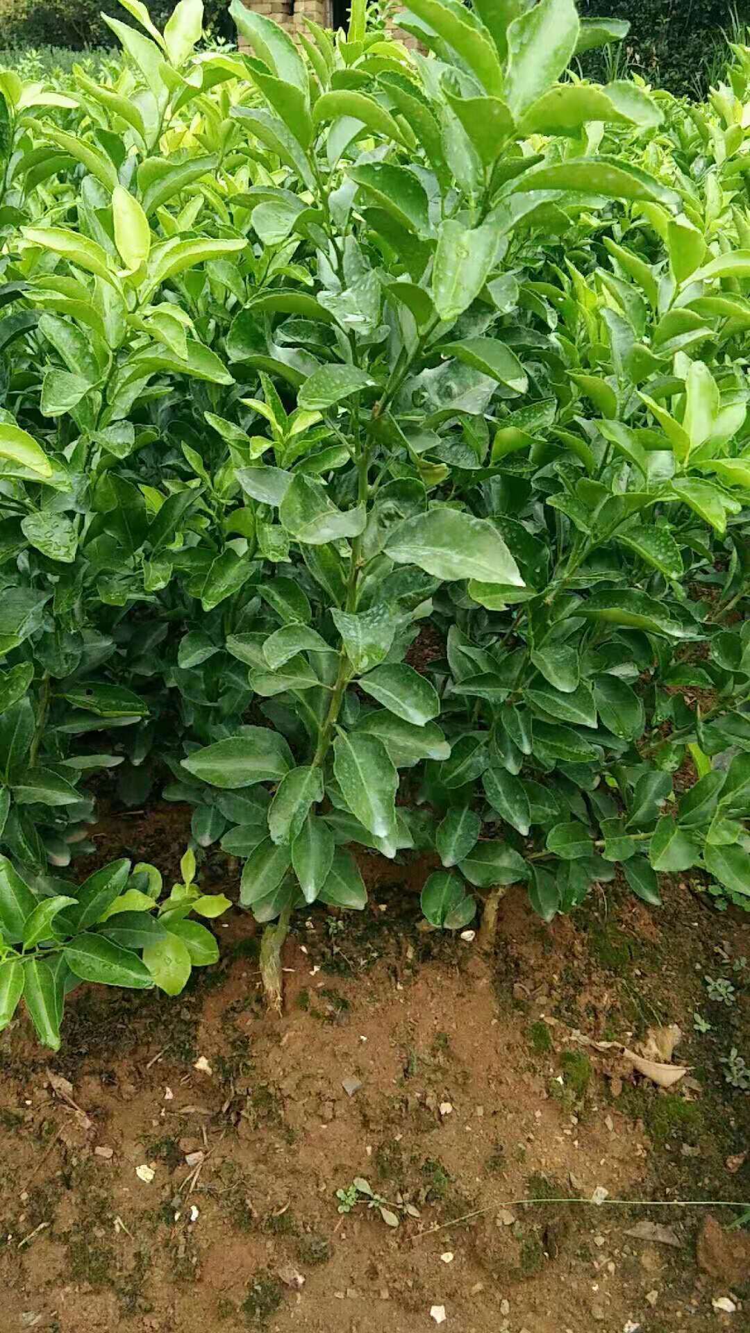 南寧市砂糖橘苗種植基地 直銷 批發(fā)價格