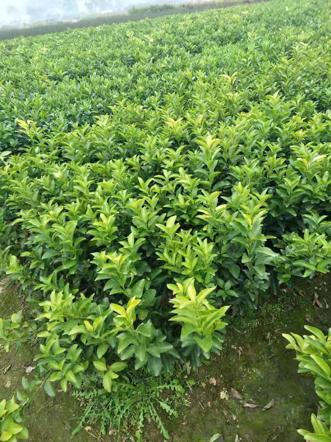 南寧市砂糖橘苗種植基地 直銷 批發(fā)價格