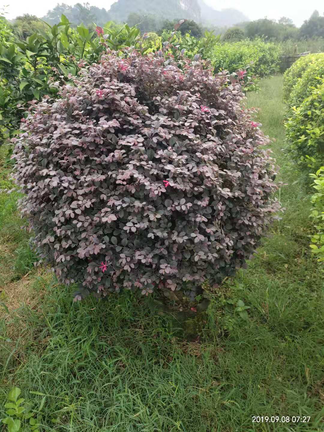 柳州市紅花檵木種植基地在哪 批發(fā)價(jià)格 成活率高