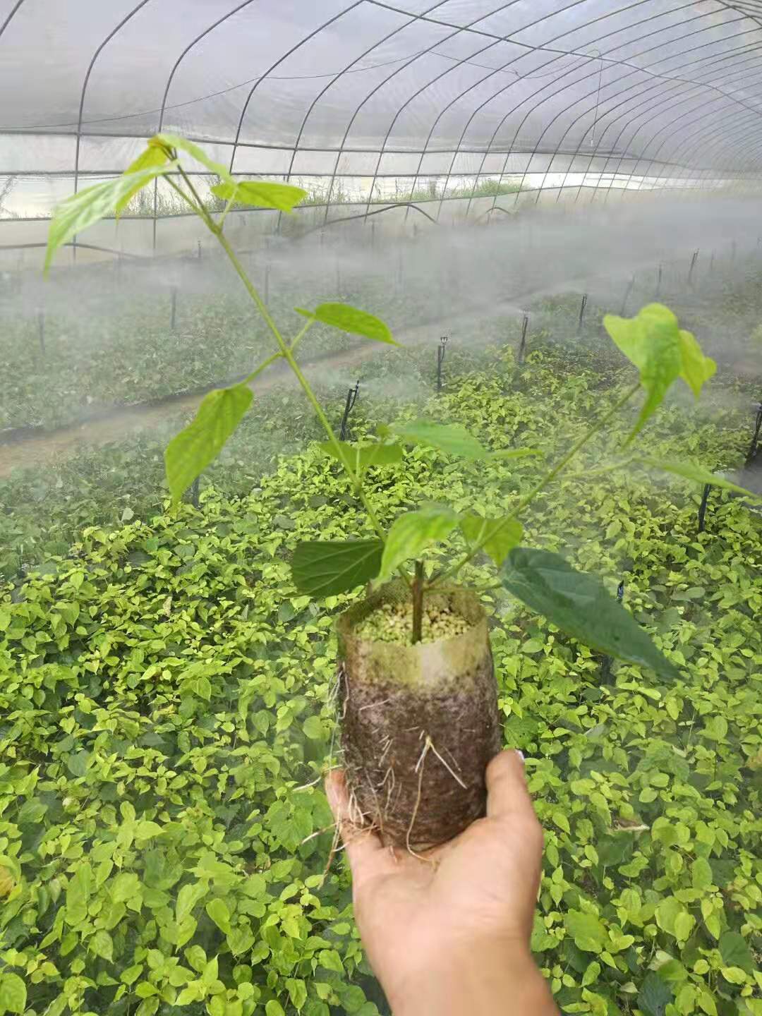 樹苗鬼豆腐荊豆腐臭黃豆腐樹苗神豆腐樹葉苗葉樹觀音*豆腐柴