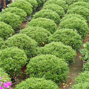 園林小區(qū)色塊造景綠化植物非洲茉莉球特價(jià)供應(yīng)