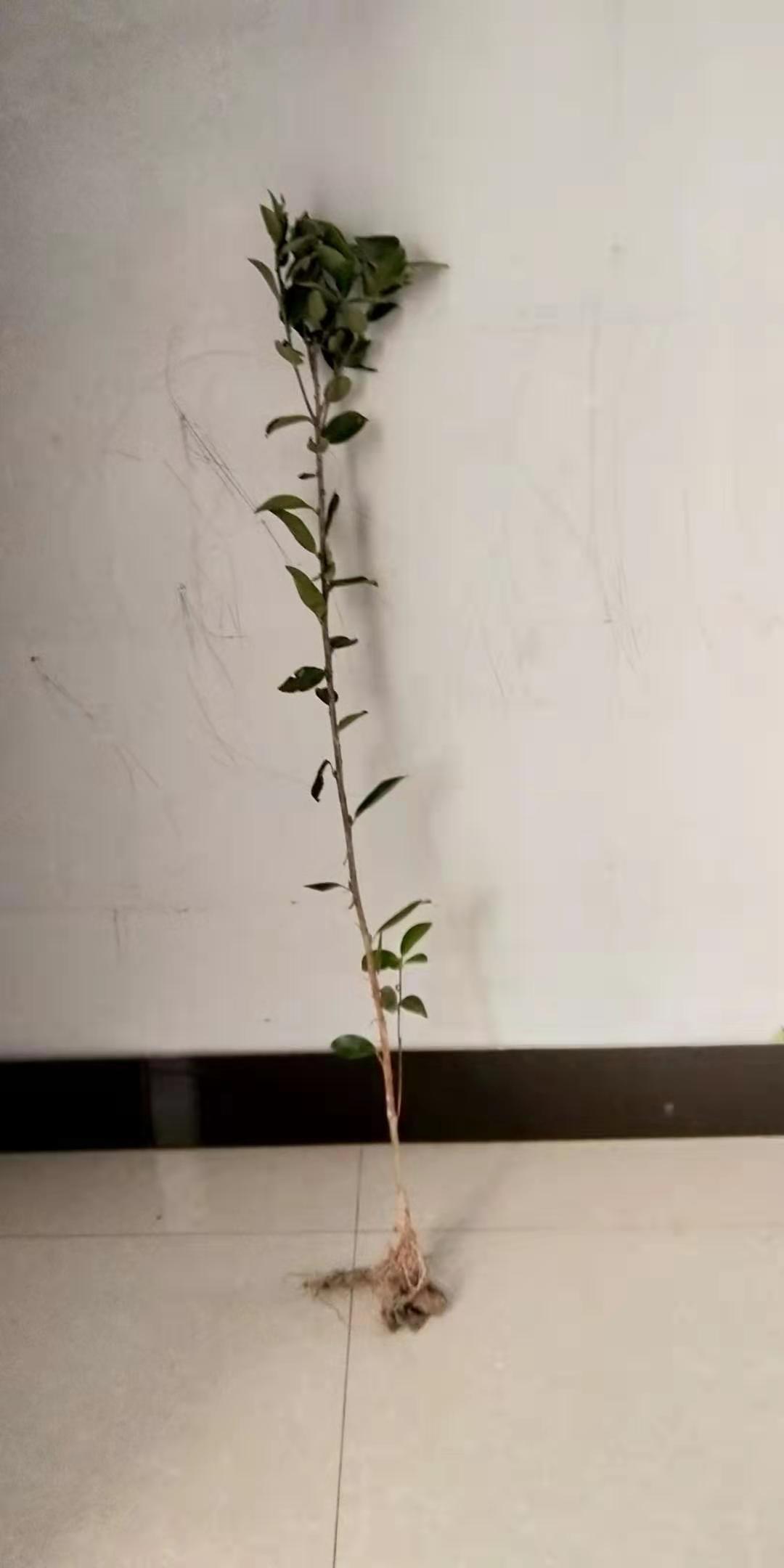兩年大杯油茶苗種植，價格，批發(fā)，供應(yīng)【湖南新杉茶苗基地】
