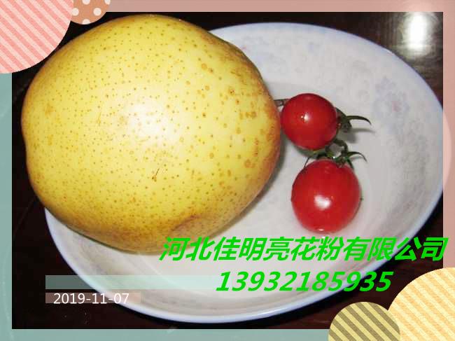 產(chǎn)地直銷(xiāo) 趙縣雪花梨，汁多味甜，型號(hào)齊全