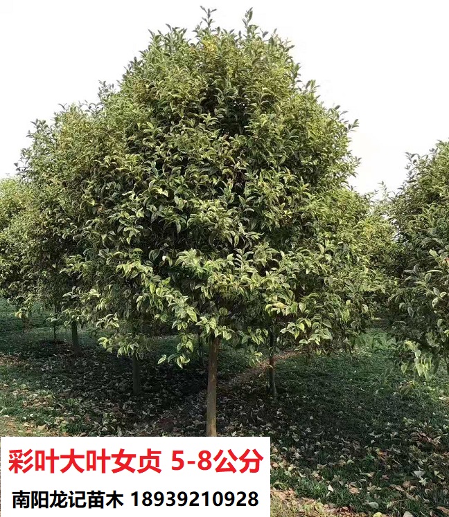 北方彩葉大葉女貞價格，批發(fā)，供應商【南陽龍記苗木】