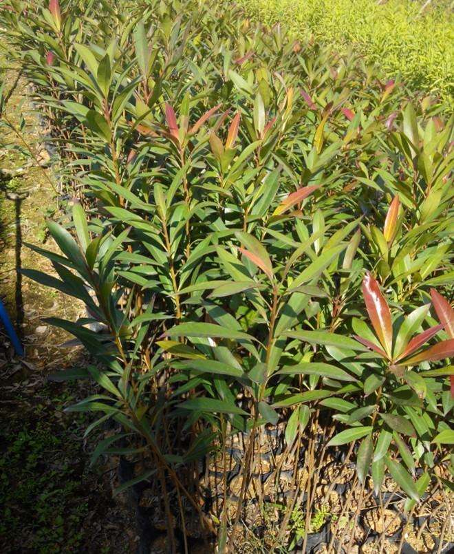 佛山批發(fā)紅花荷基地_哪家價格便宜