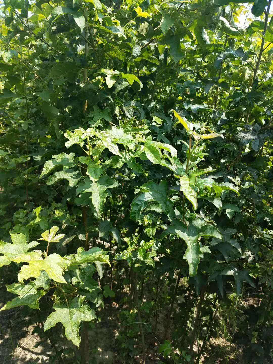 廣東廣州楓香苗供應(yīng)商_批發(fā)價(jià)格【廣州恒發(fā)造林綠化苗木基地】