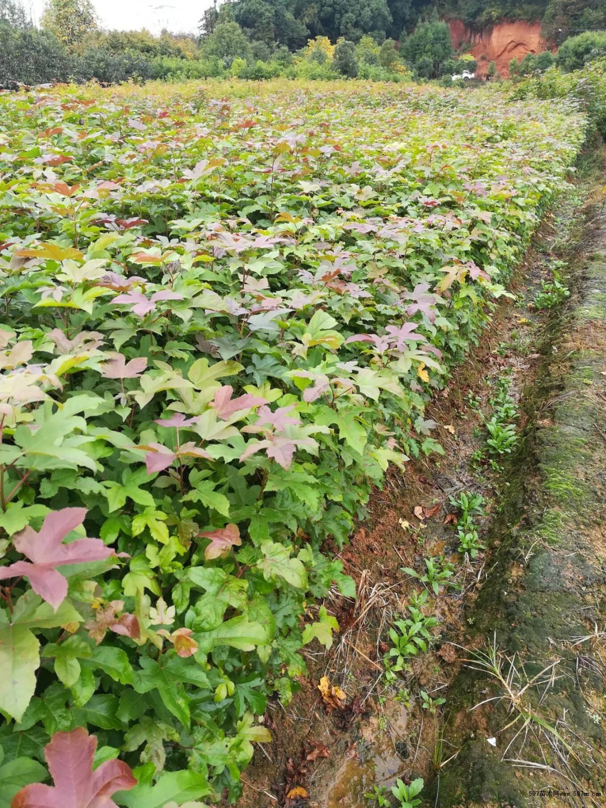 廣東廣州楓香苗供應(yīng)商_批發(fā)價(jià)格【廣州恒發(fā)造林綠化苗木基地】