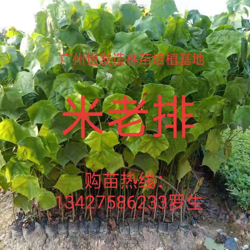 廣東廣州米老排苗批發(fā)價(jià)格_多少錢一株【廣州恒發(fā)造林綠化苗木基地】