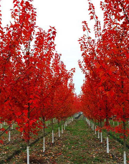 江蘇徐州邳州8公分美國(guó)紅楓多少錢(qián)-江蘇徐州邳州8公分美國(guó)紅楓種植基地批發(fā)價(jià)格-【邳州市順義銀杏苗木種植專業(yè)合作社】