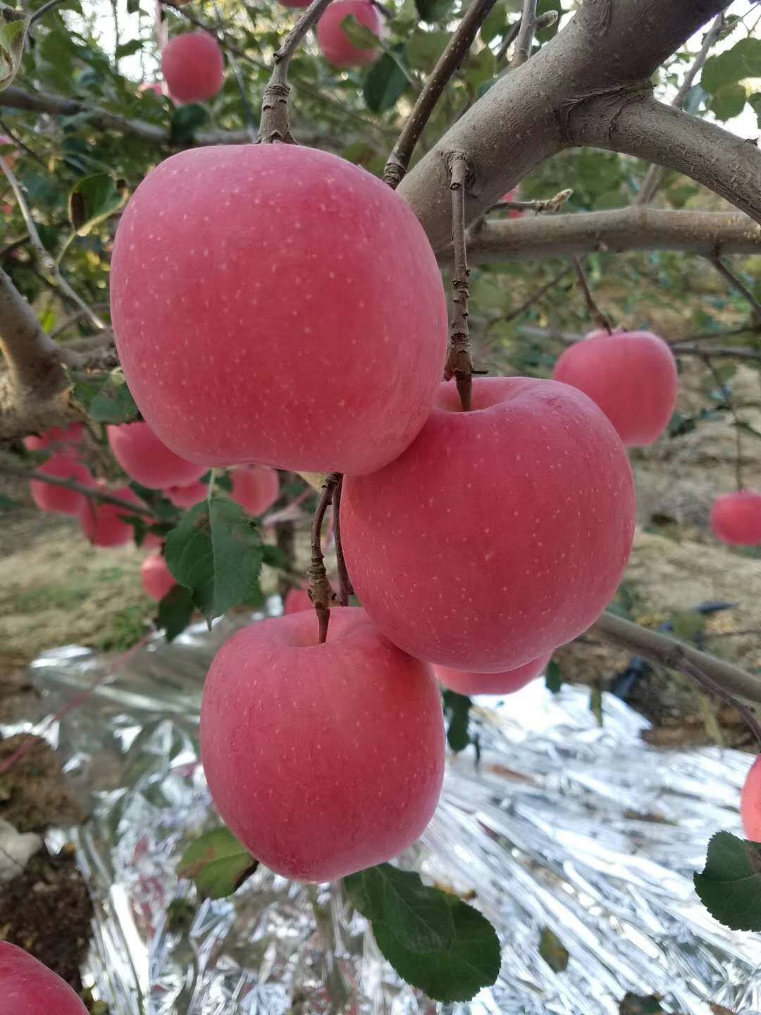 蘋果苗木銷售優(yōu)質(zhì)鄭州果樹研究所蘋果苗木